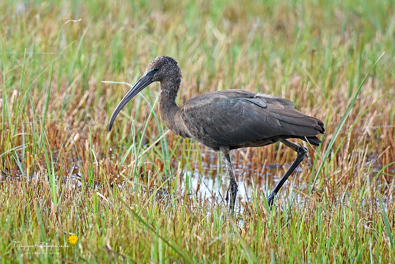 Sichler (Plegadis falcinellus), auch Braunsichler oder Brauner Sichler ...