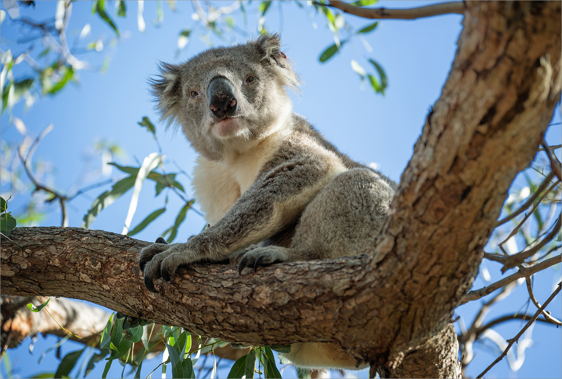 Koala