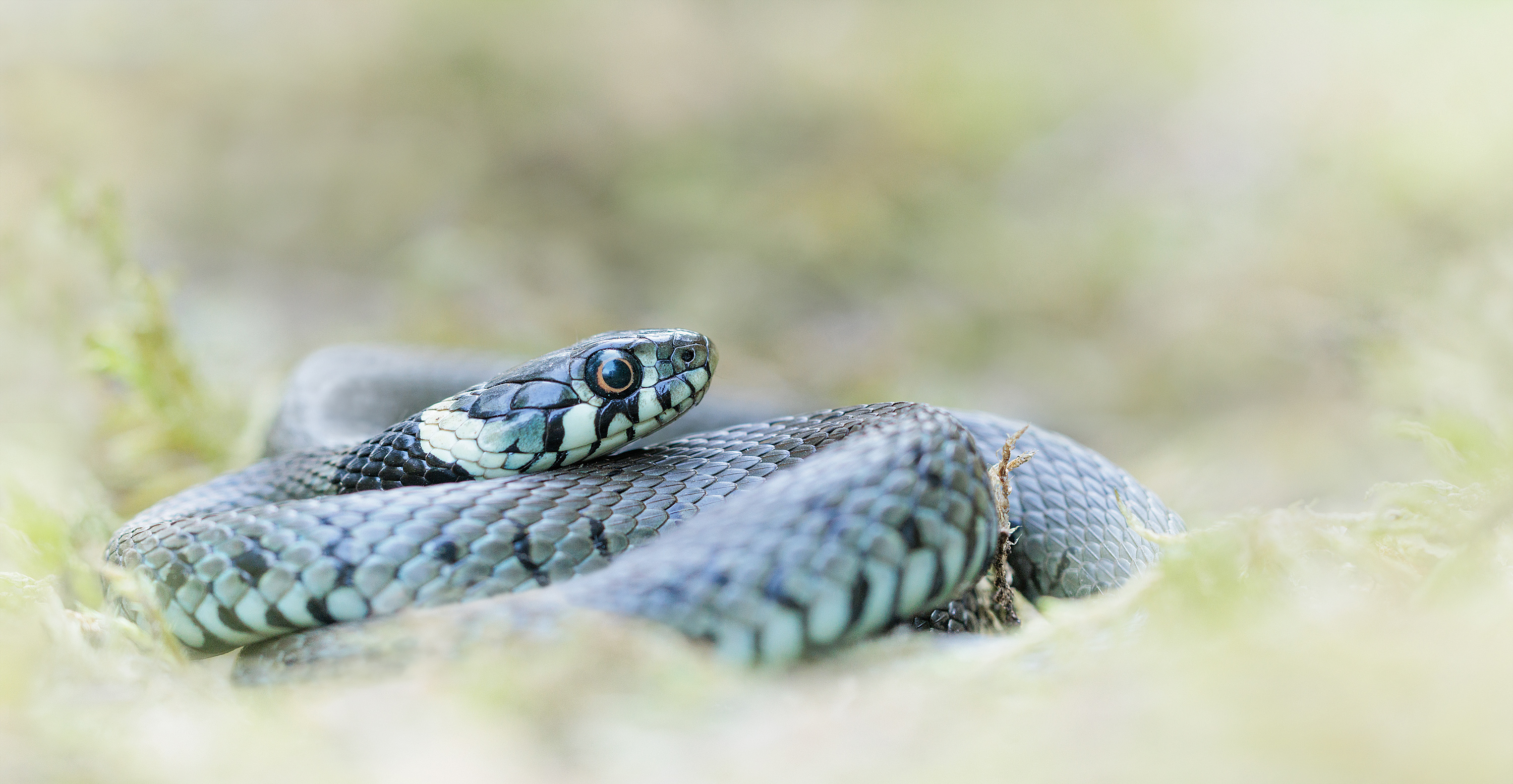 Natrix natrix....