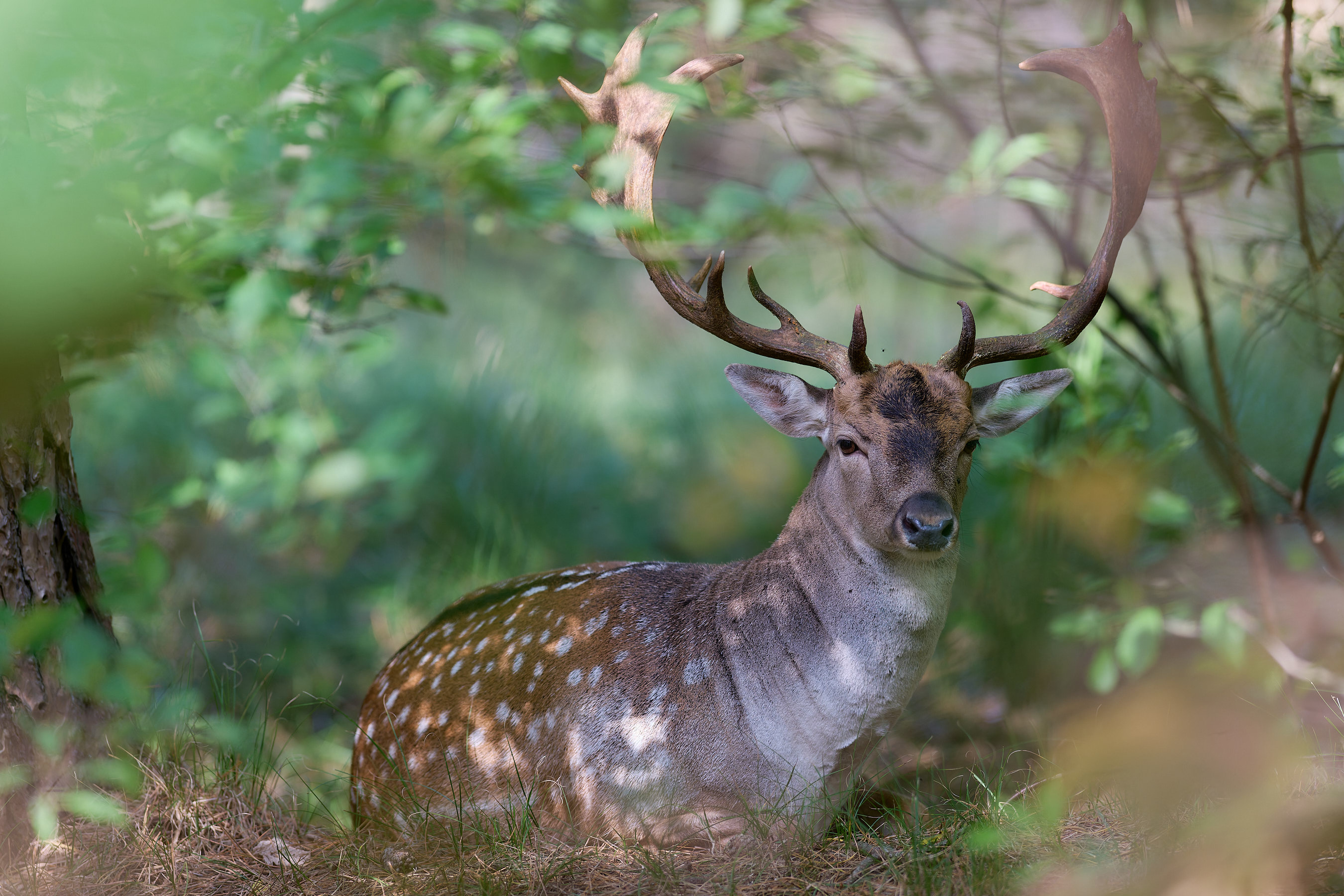 Damhirsch