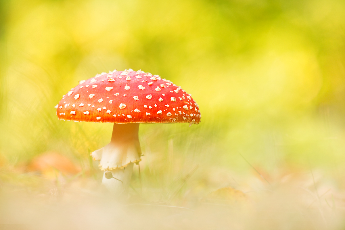 Natur in Perfektion