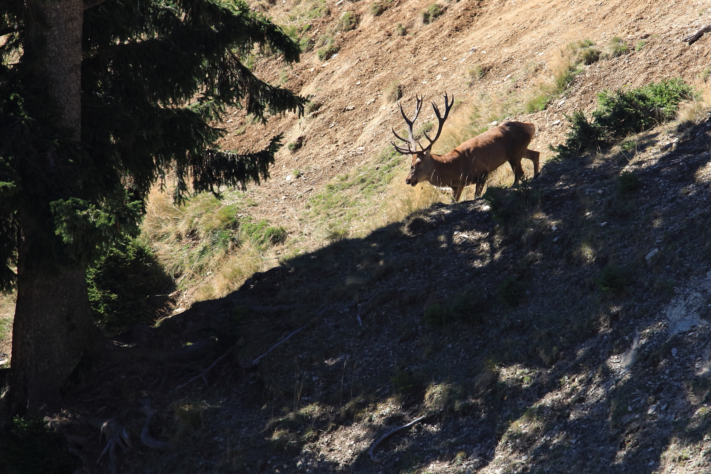Neuer Besucher