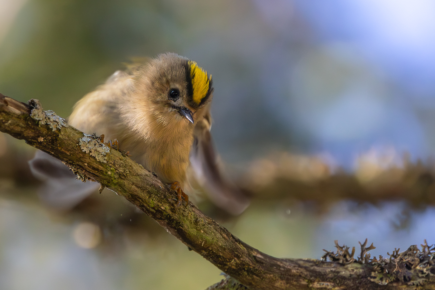 Hirschbrunft Wintergoldhähnchen