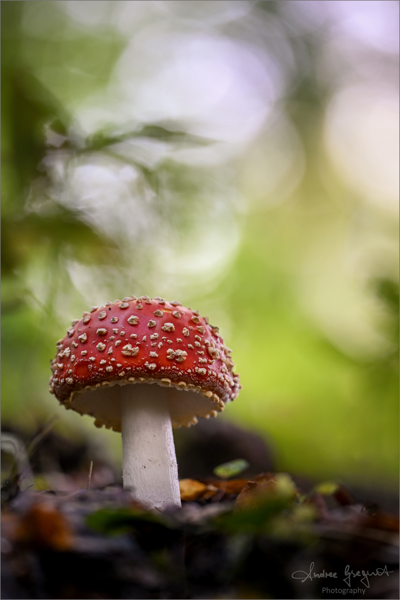 Fliegenpilz