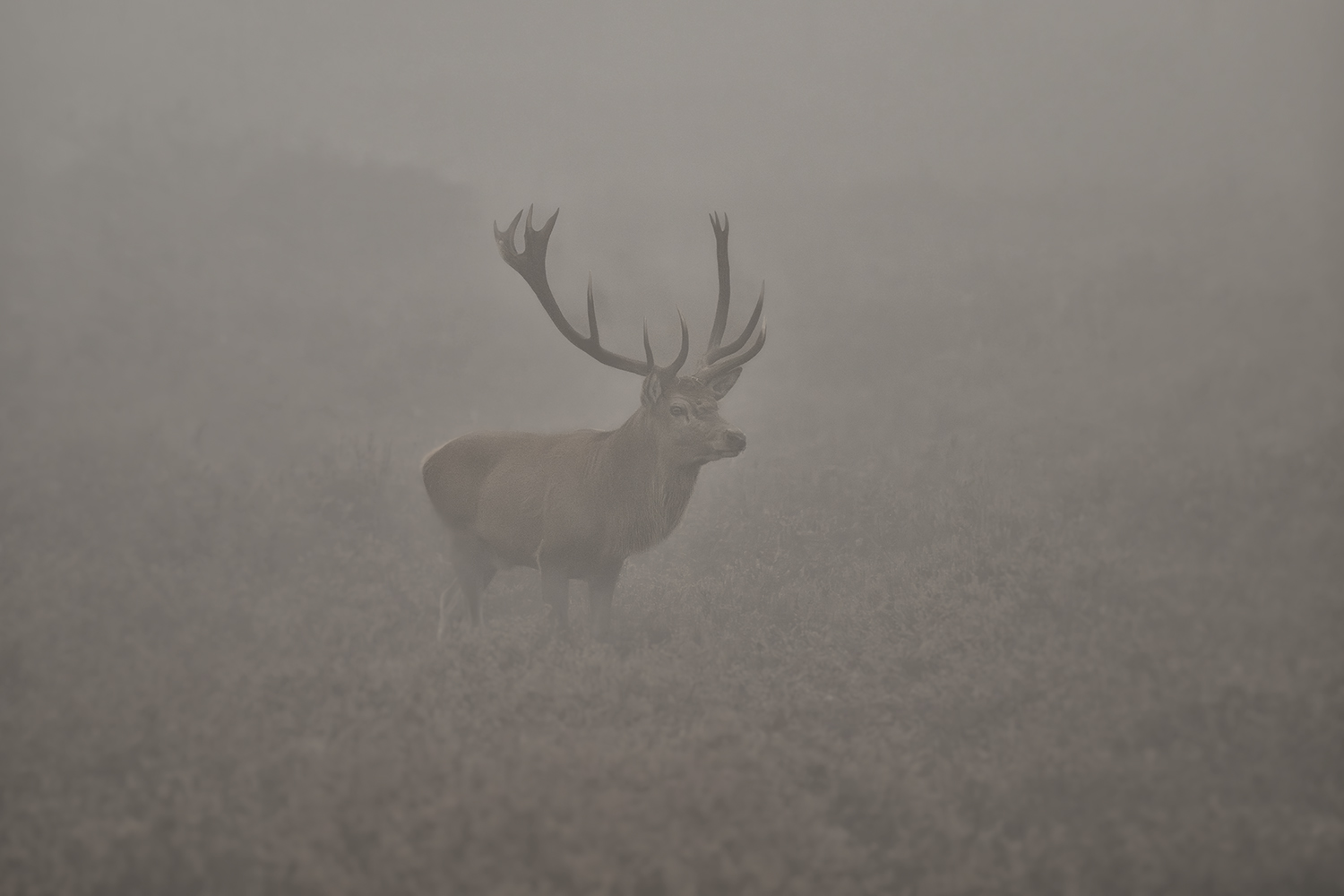 Aus dem Nebel