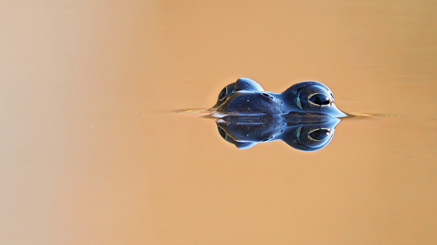 Darth Frog