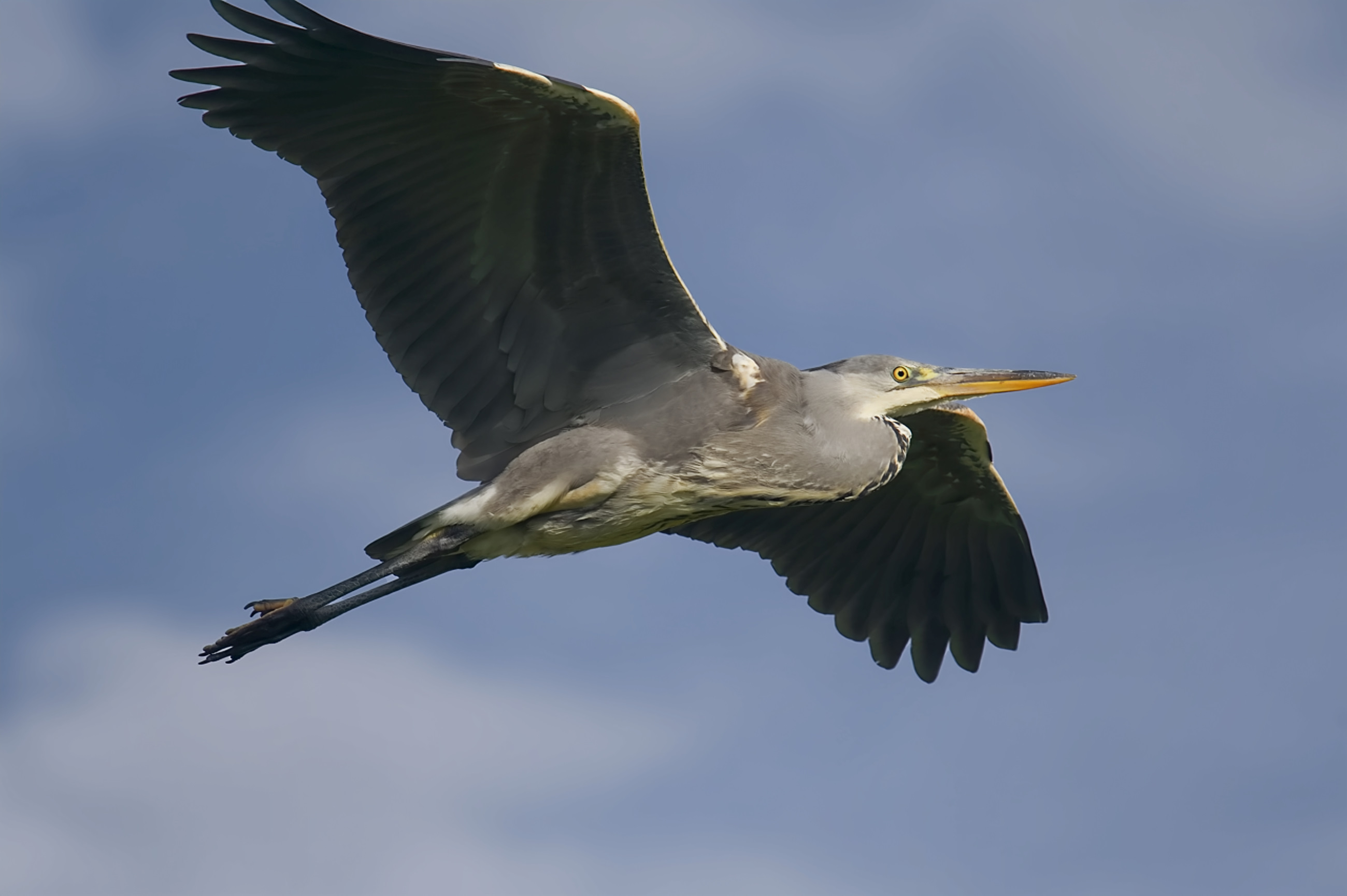 Graureiher im Anflug