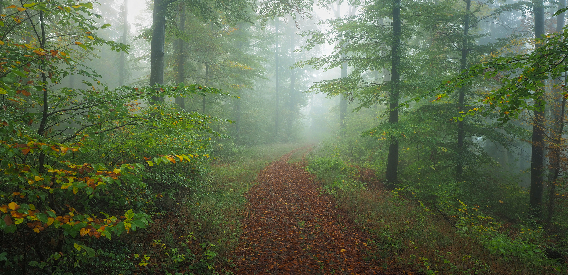 Herbstlicher Wald