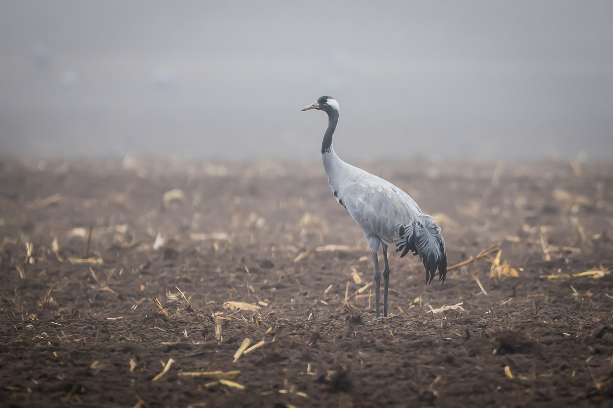 Einsam im Nebel