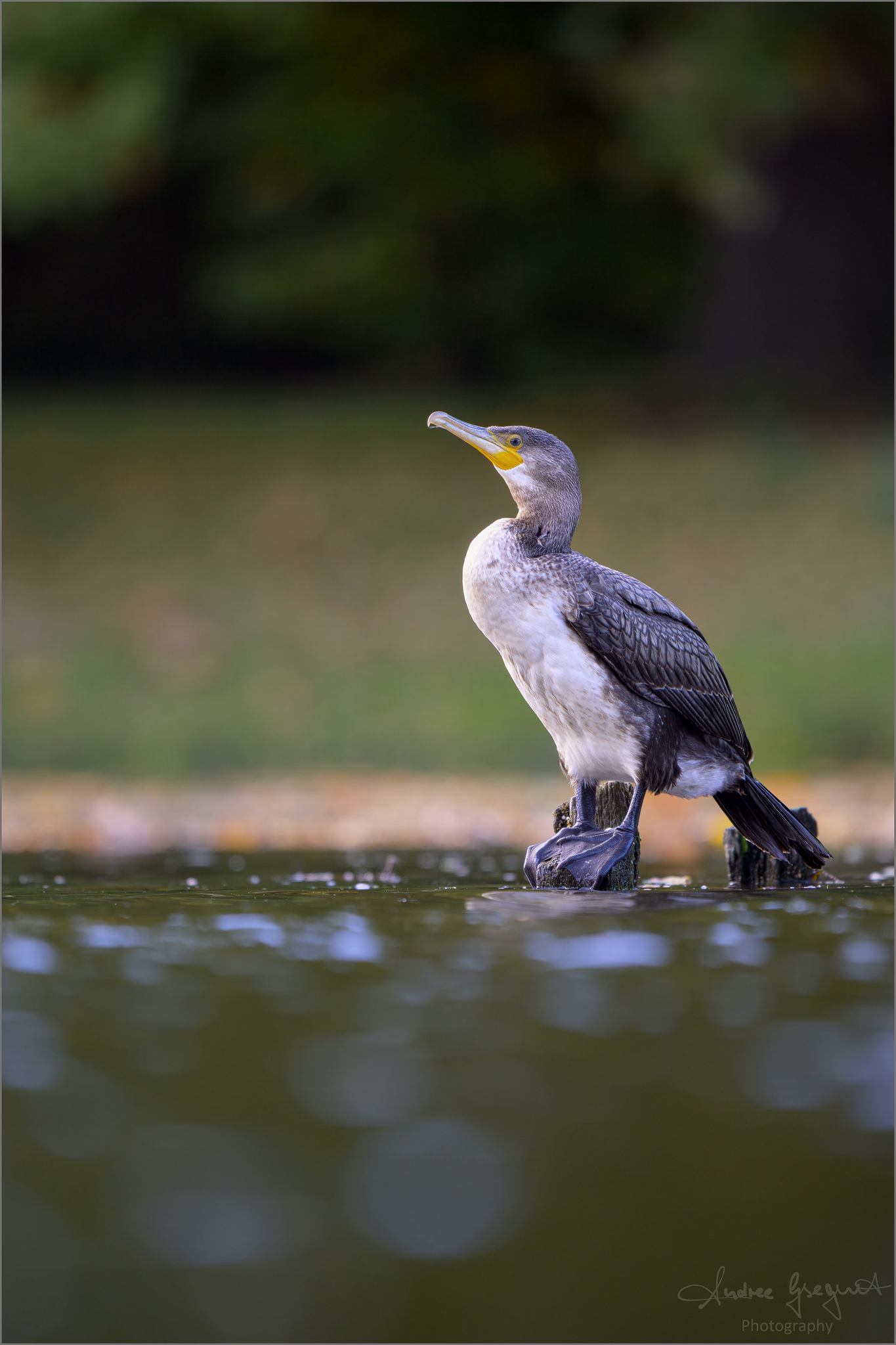 Kormoran