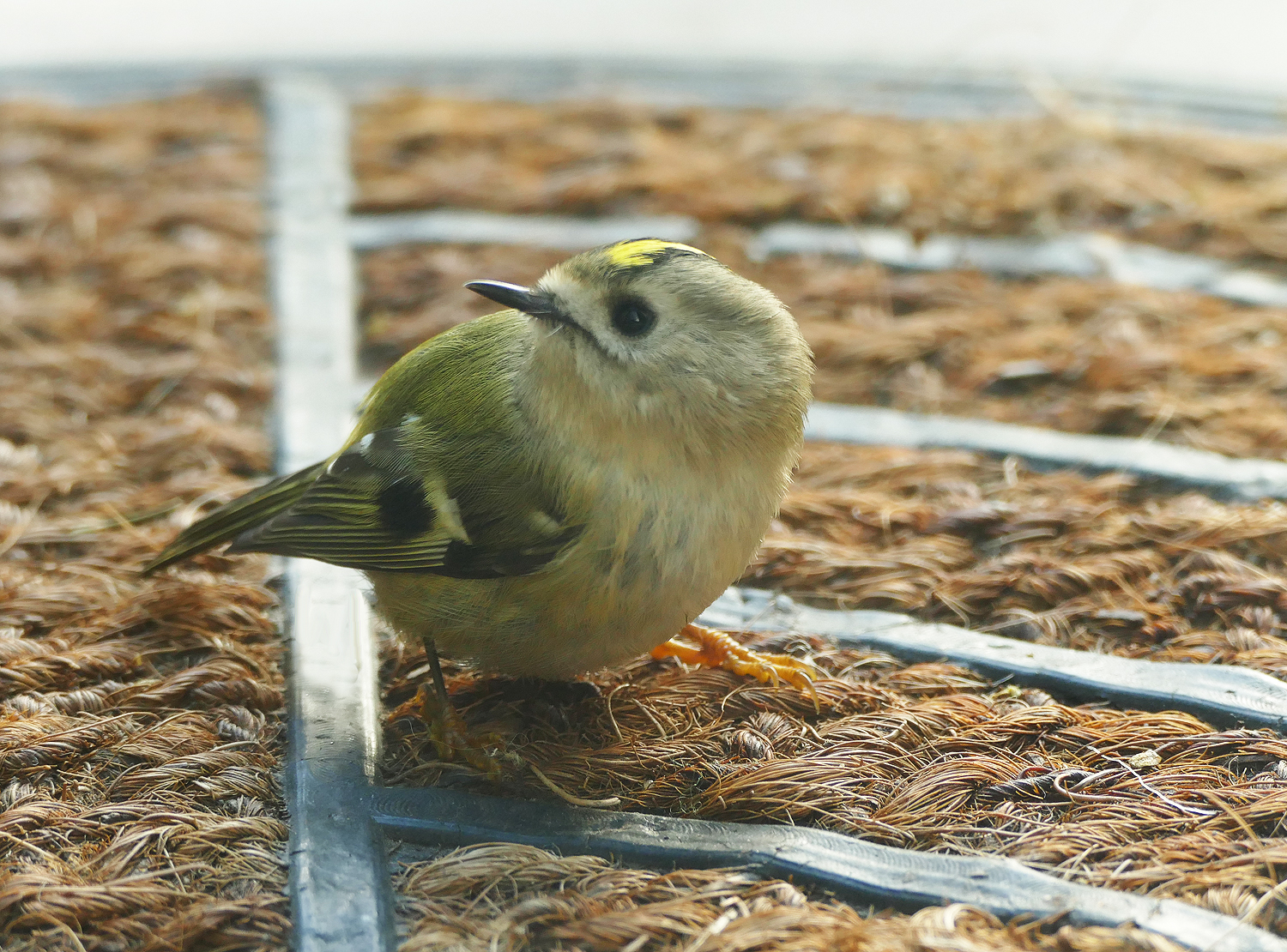 Wintergoldhähnchen