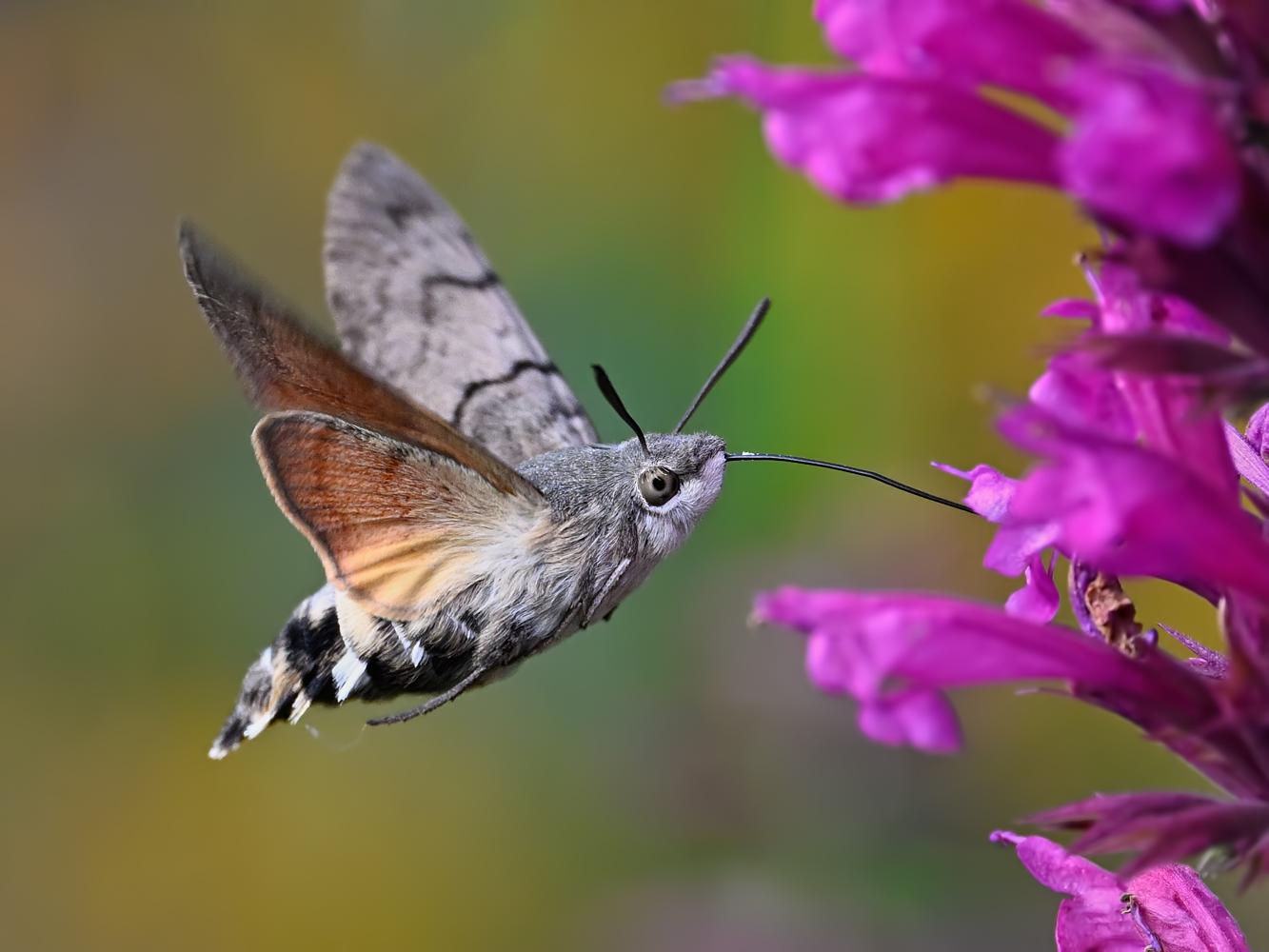 Kleiner Kolibri