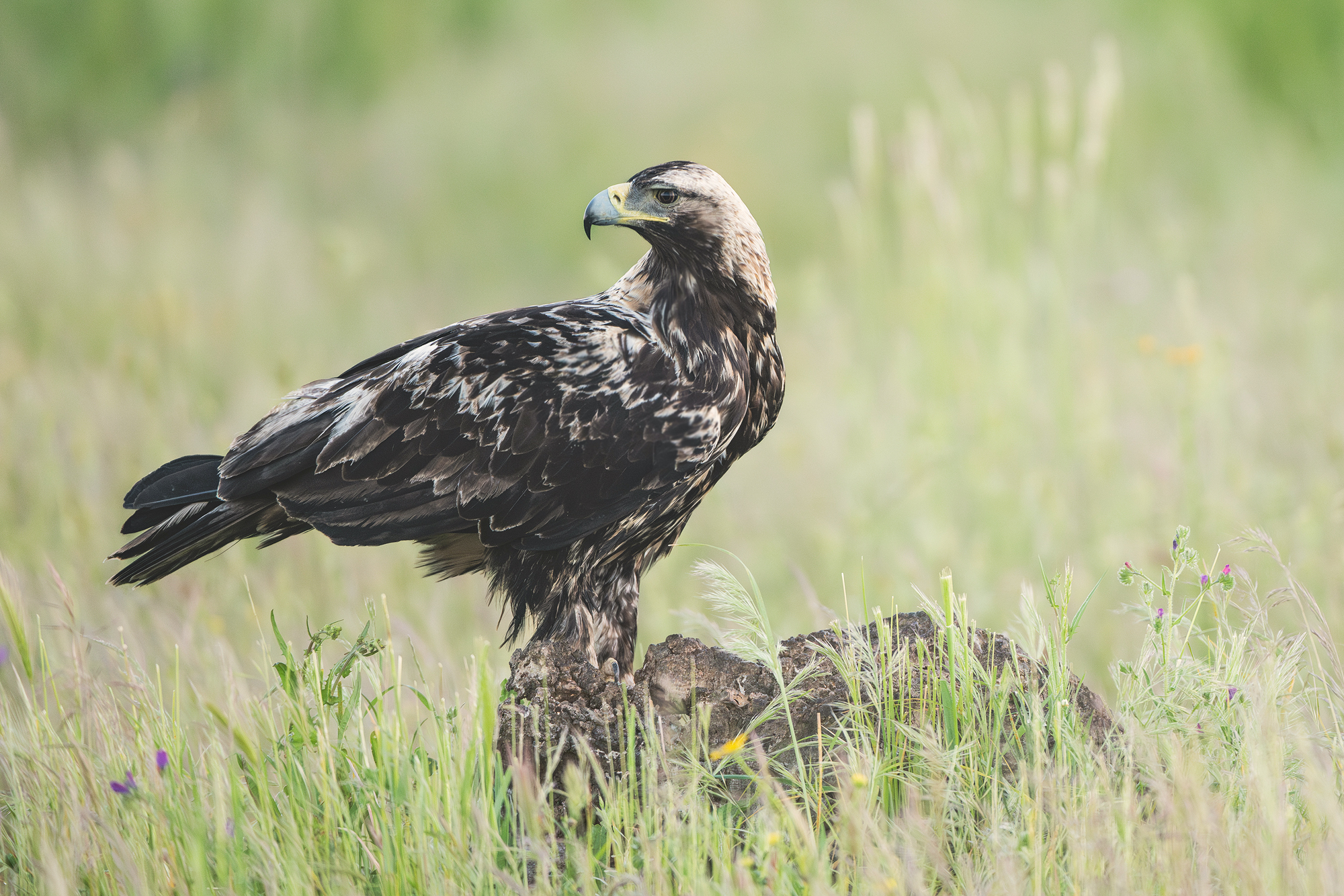 Imperial Eagle