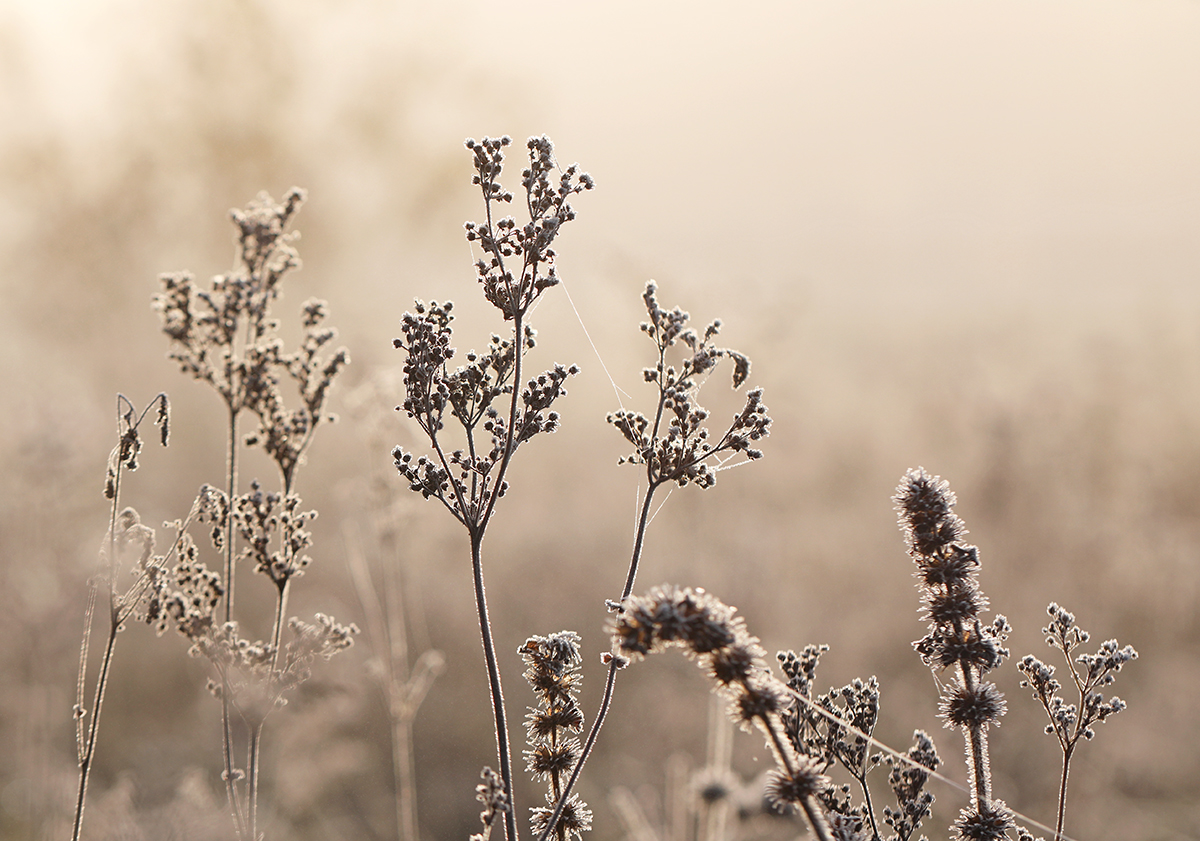 fast schon winterlich