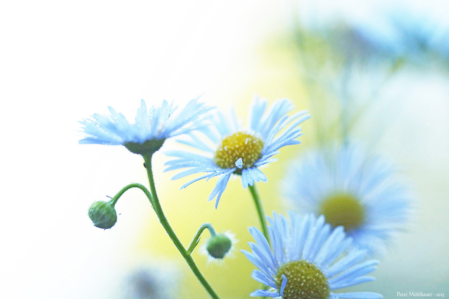 Hauch eines hellen Blumensommers