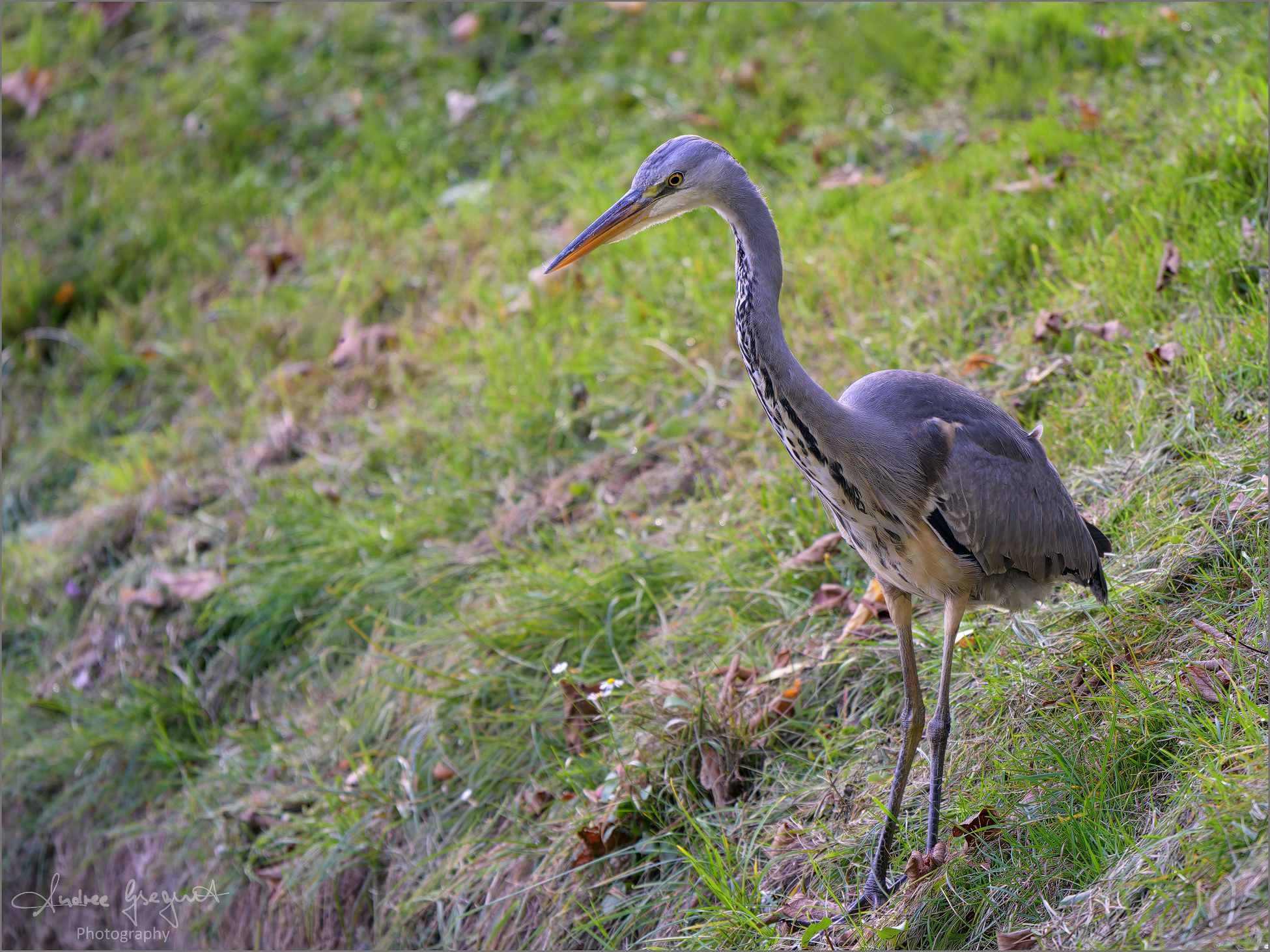 Gray Heron
