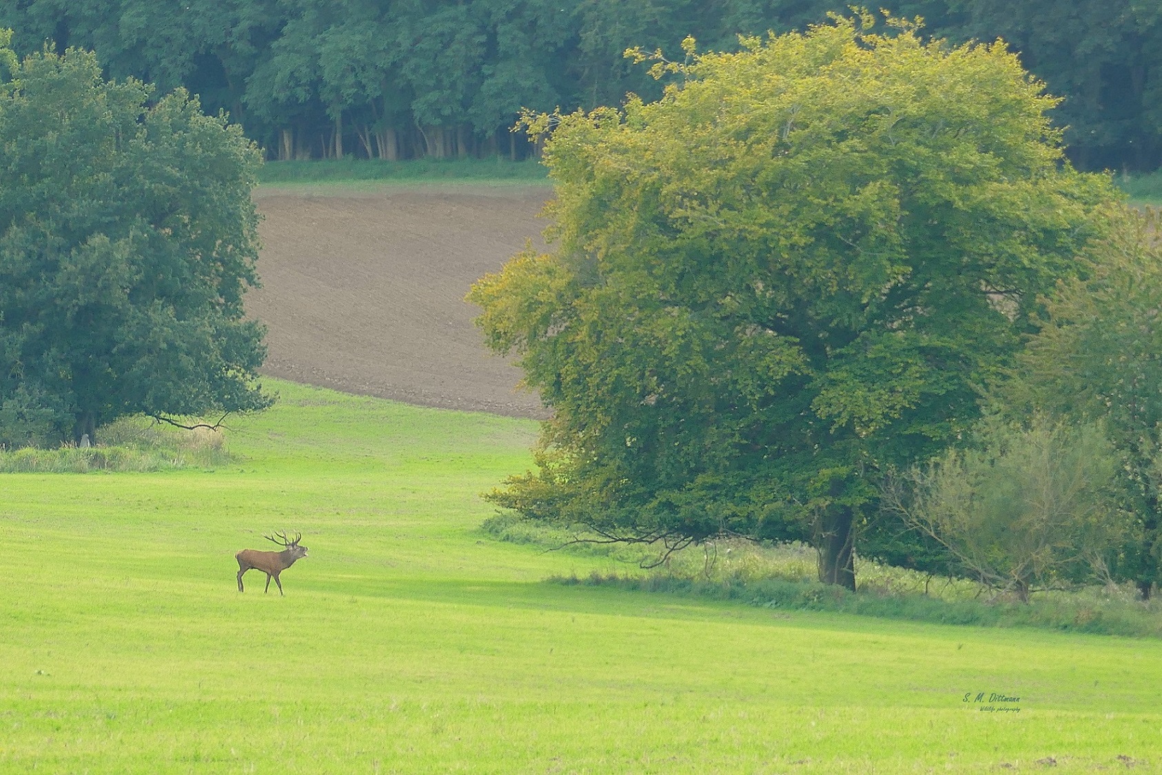 Feldlandschaft mit Hirsch.