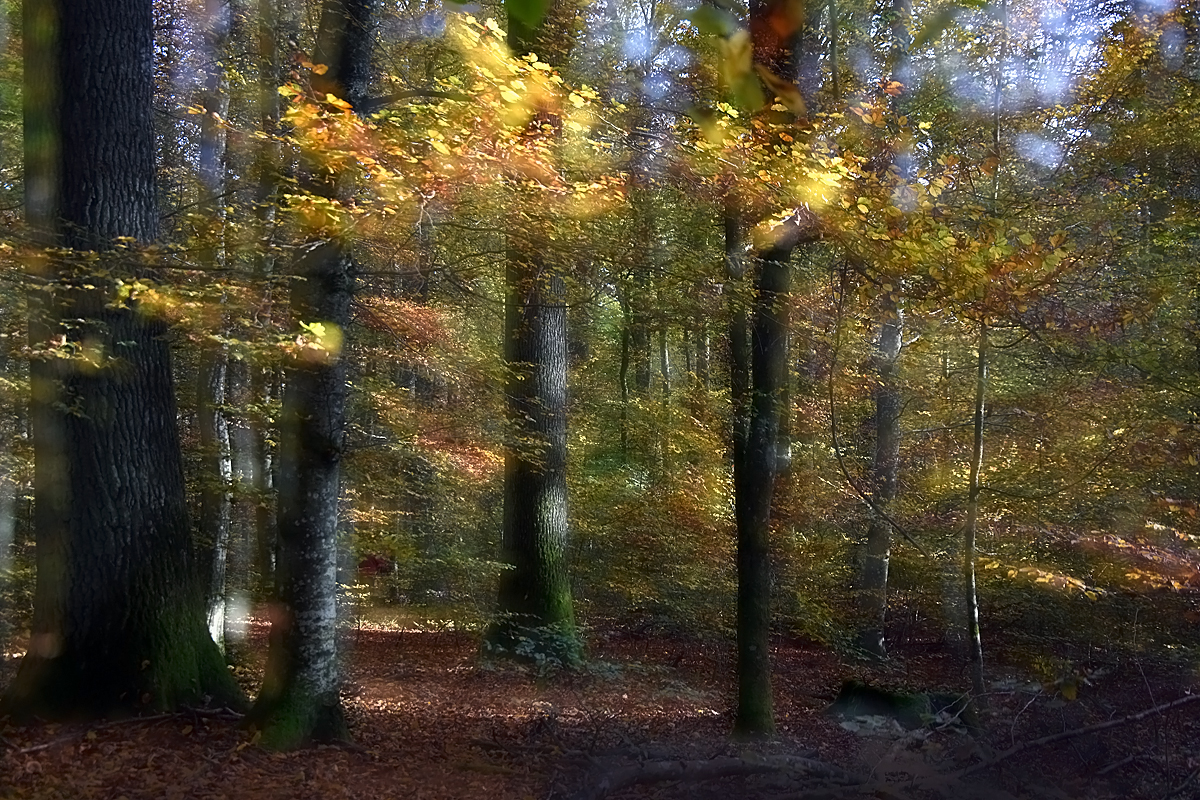Ein Herbstbild