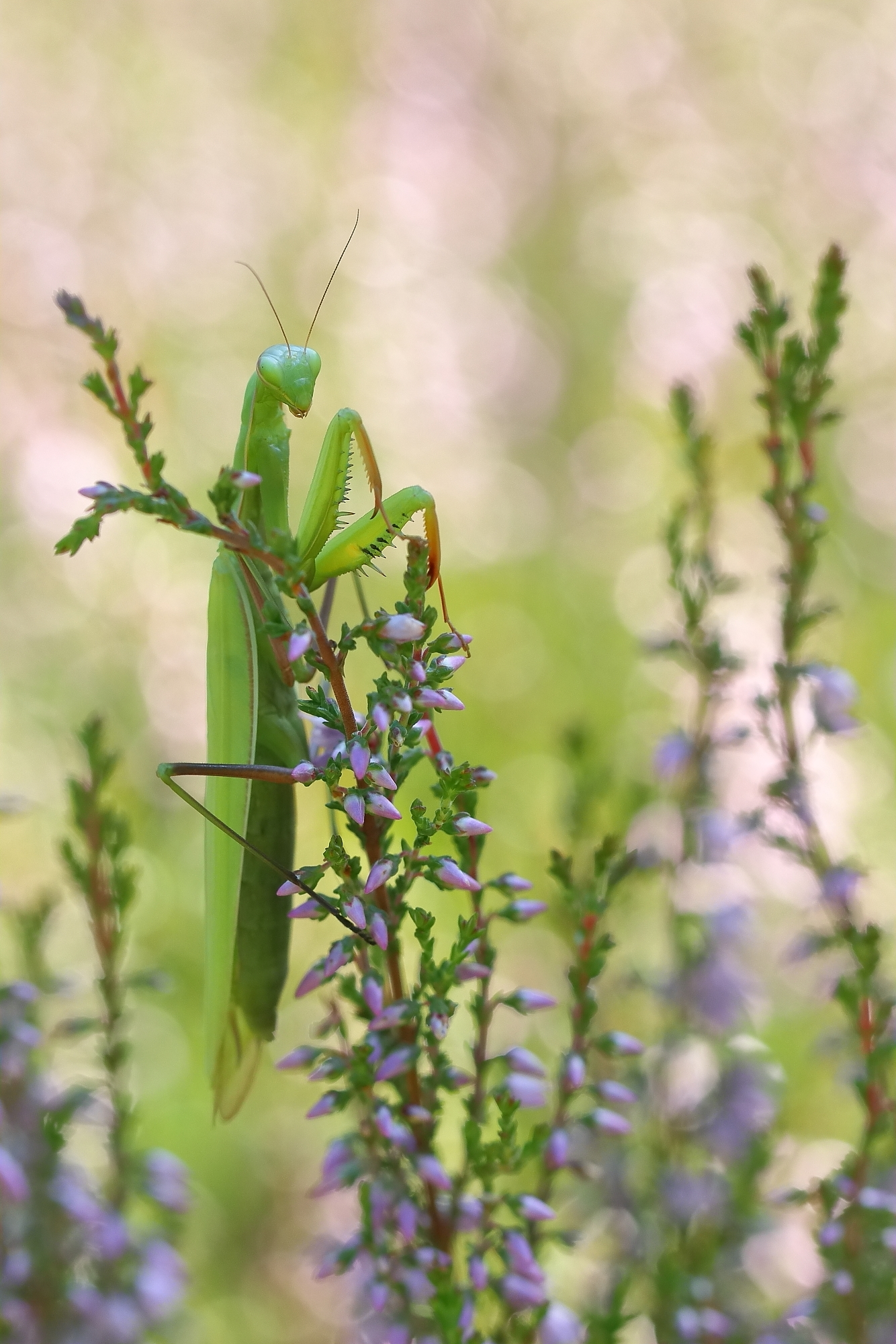 In der Heide