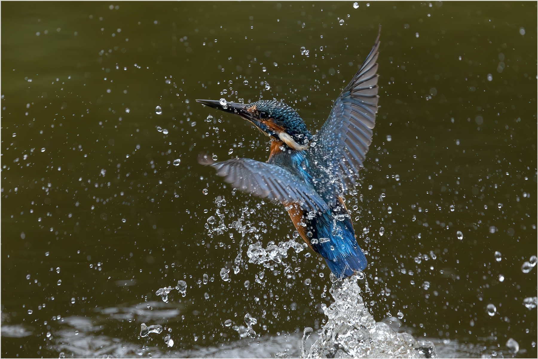 Eisvogel