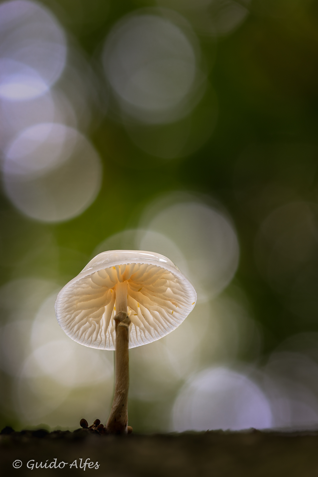 Buchi im Hochformat