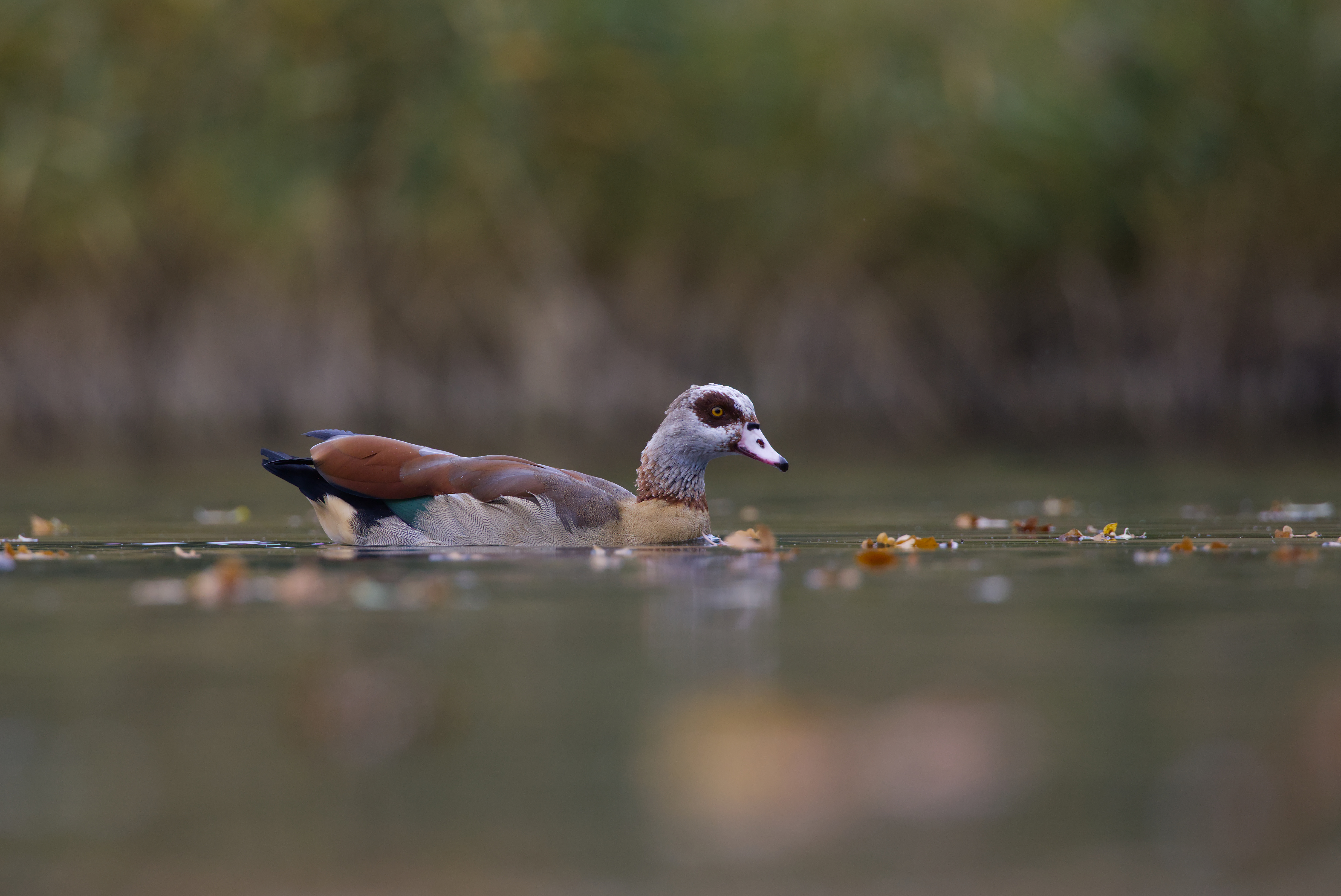 Nilgans