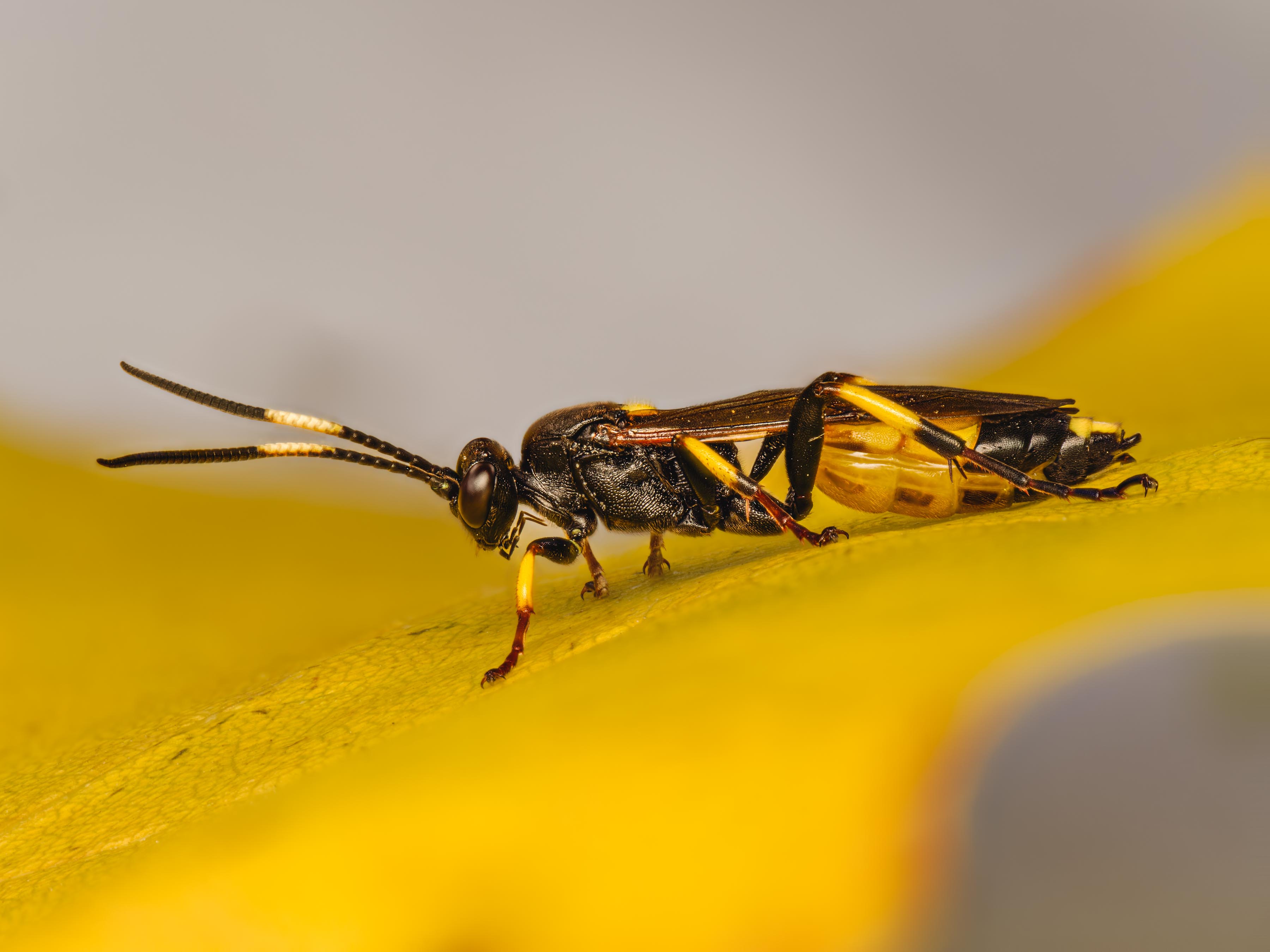 Eine große Schlupfwespe (wahrscheinlich Ichneumon xanthorius, Weibchen)  im passenden Herbstlaub