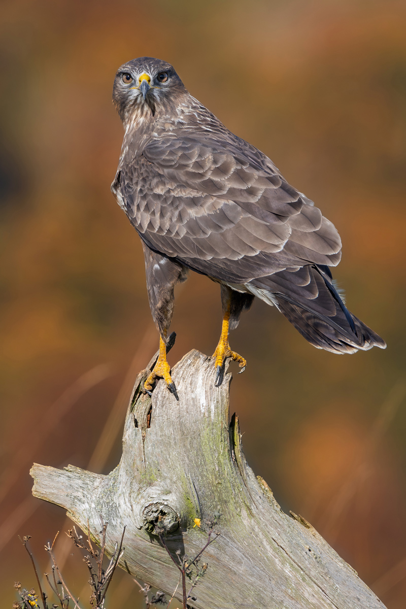 Bussard im Herbst