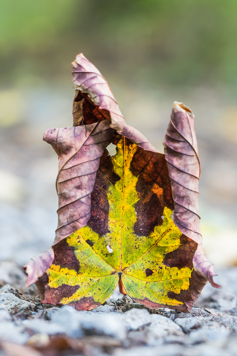 Das Blatt im Blatt