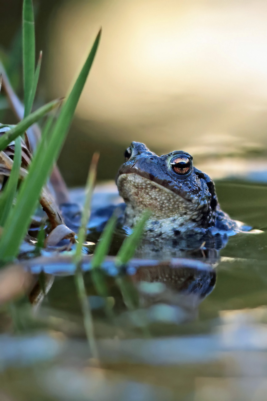 Erdkröte im Gartenteich