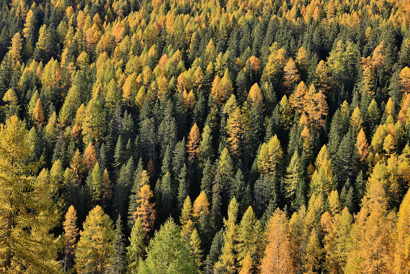 Avers – der goldene Herbst ist angekommen