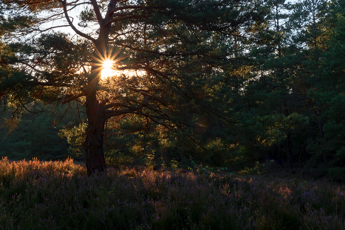 Abend in der Heide