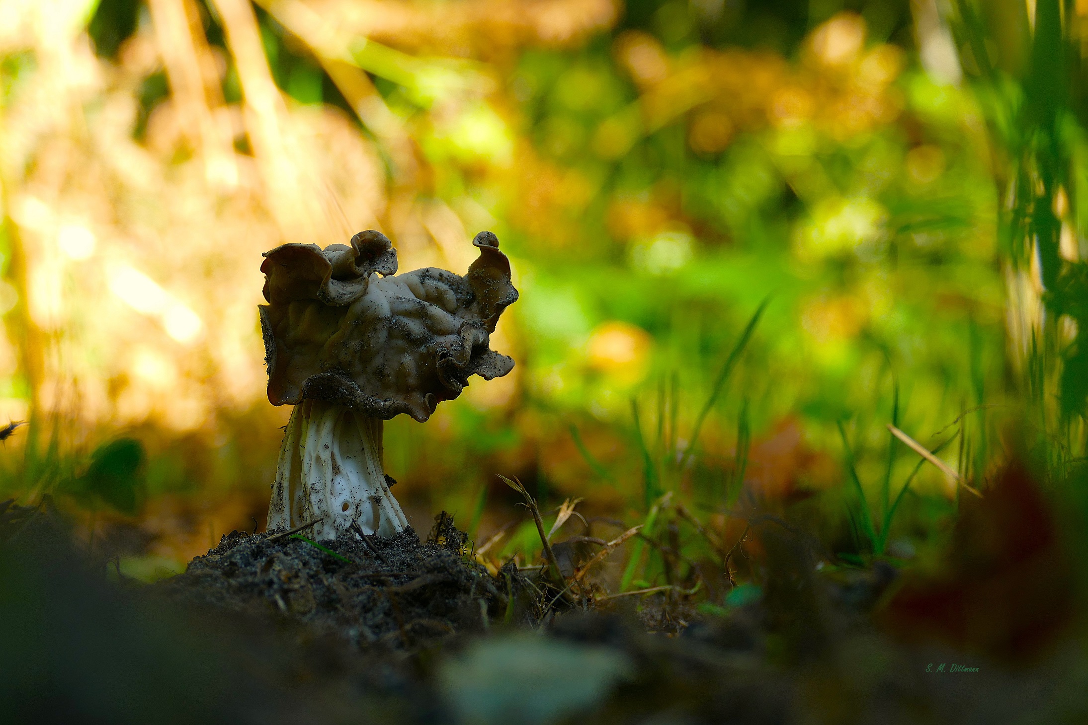 Herbst-Lorchel