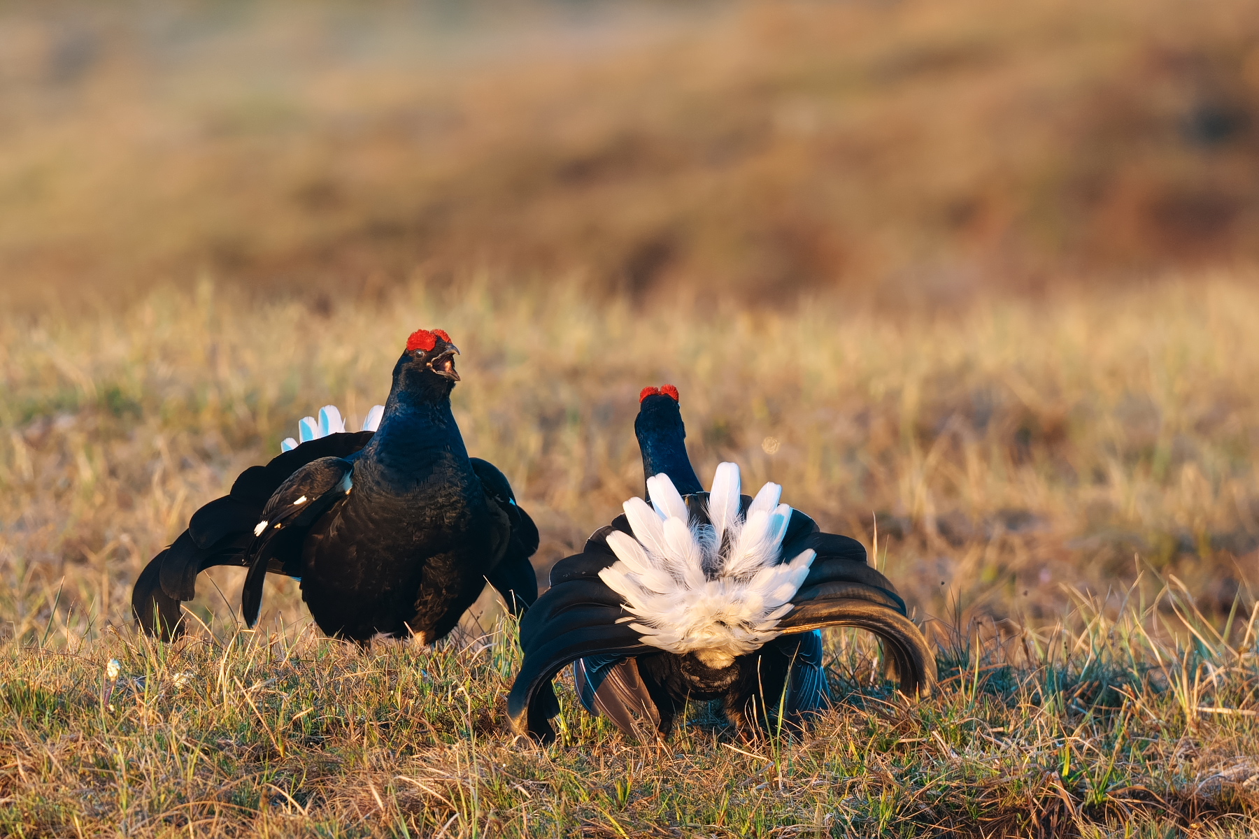 Bei der Birkhahnbalz