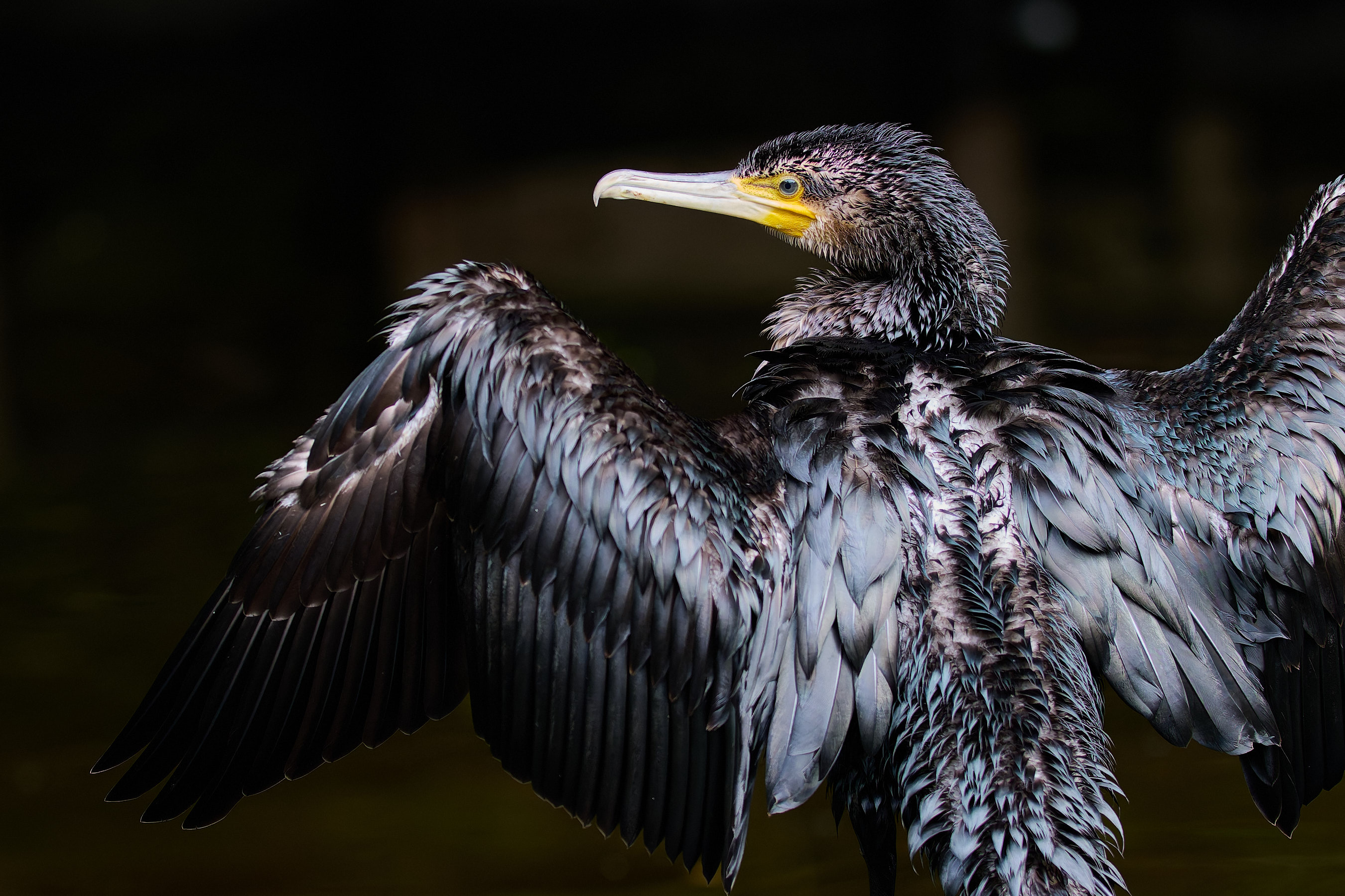 Kormoran