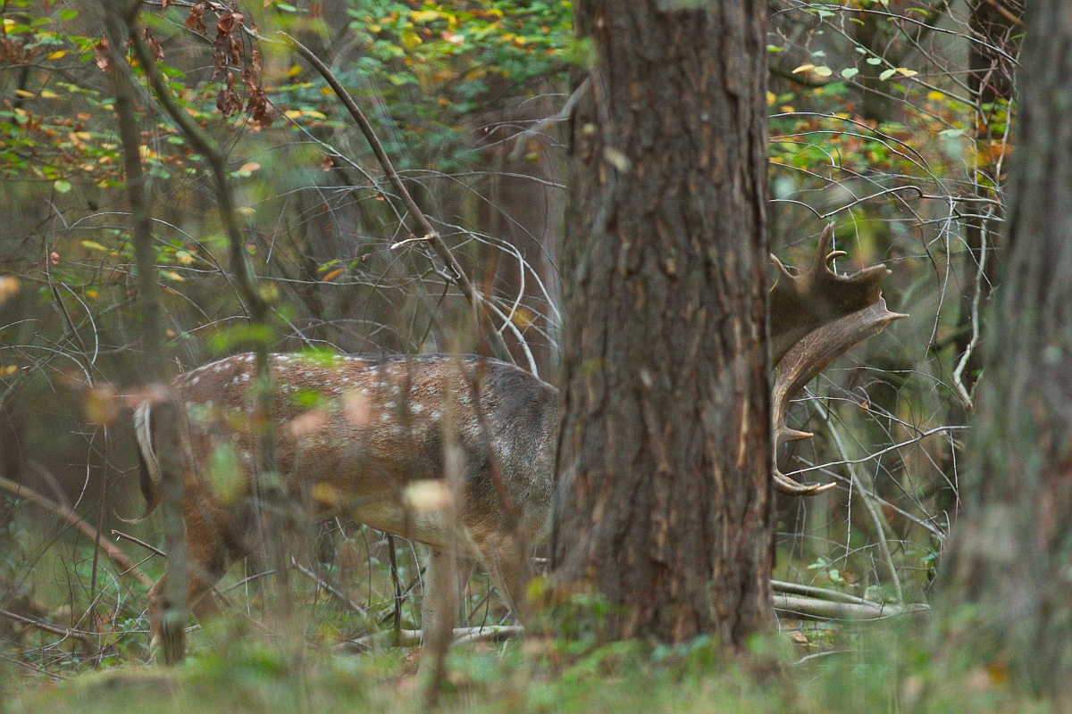 Vor lauter Bäumen... sieht man den Hirsch nicht :)