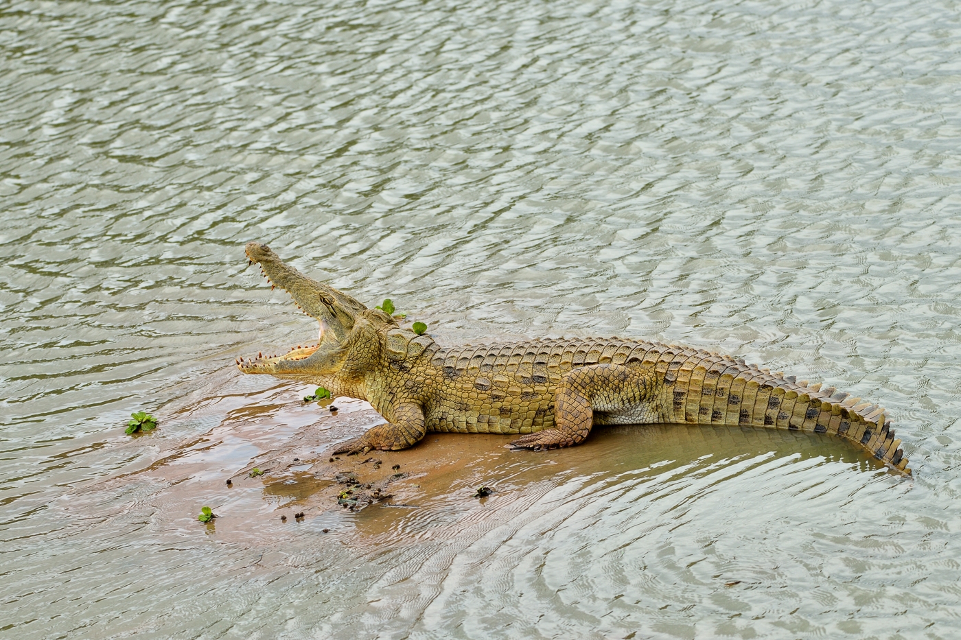 Nilkrokodil