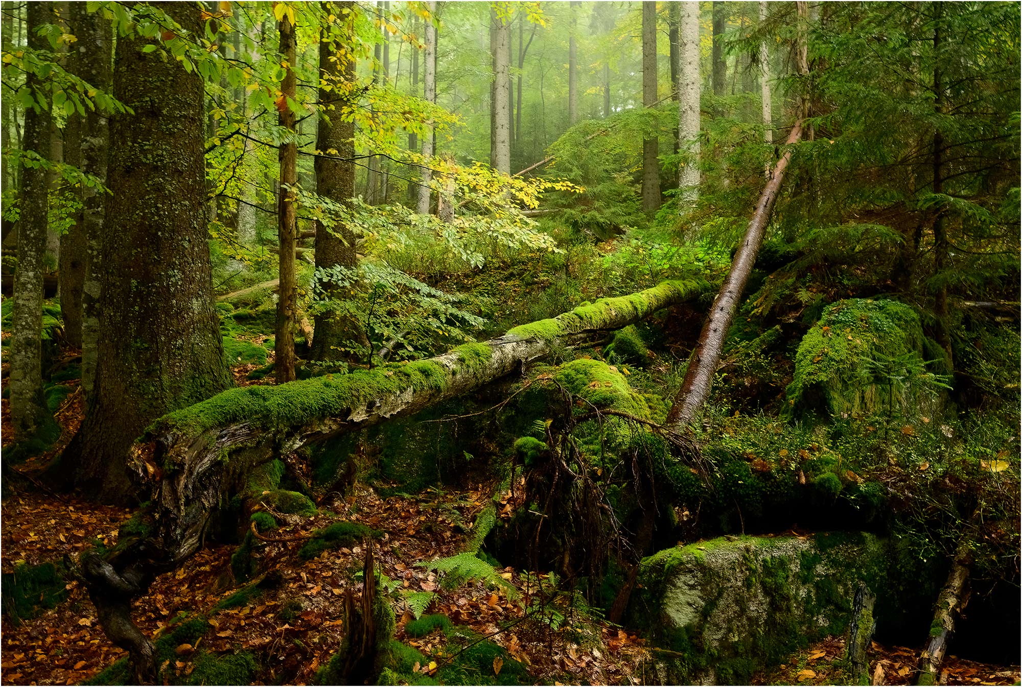 Richtig nasser Wald