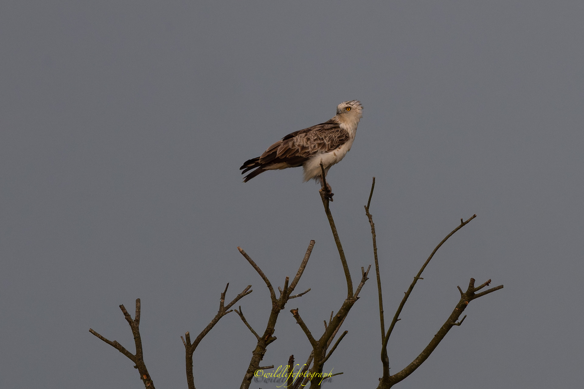 Schlangenadler  im Emsland