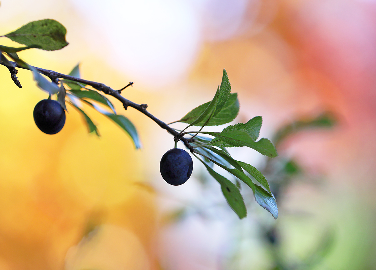 Herbstfarben
