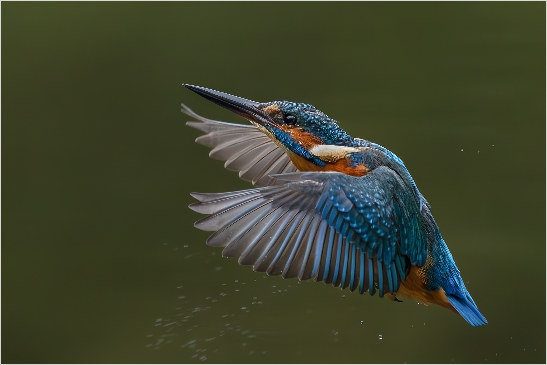Eisvogel