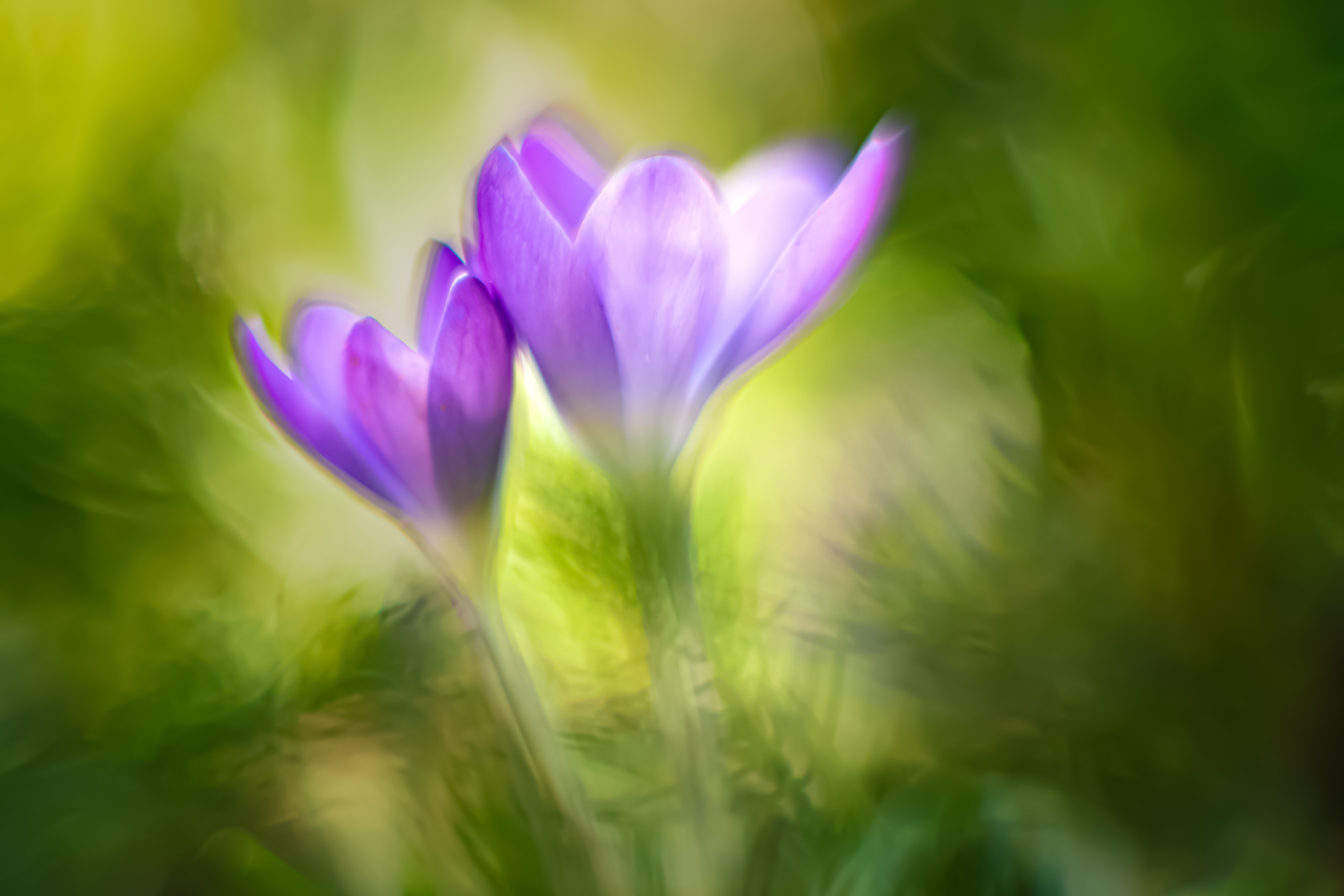 Krokusse (Altglas)