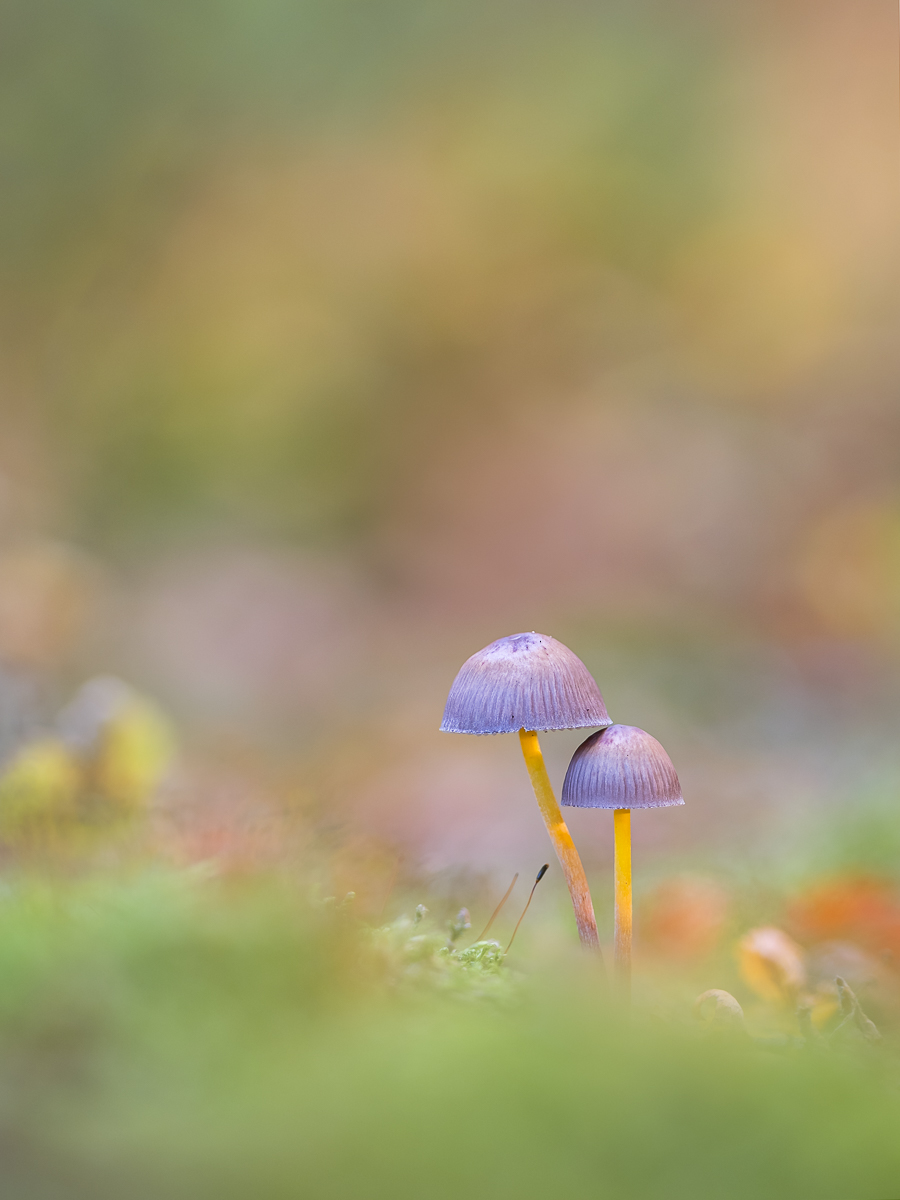 Kleine Welt