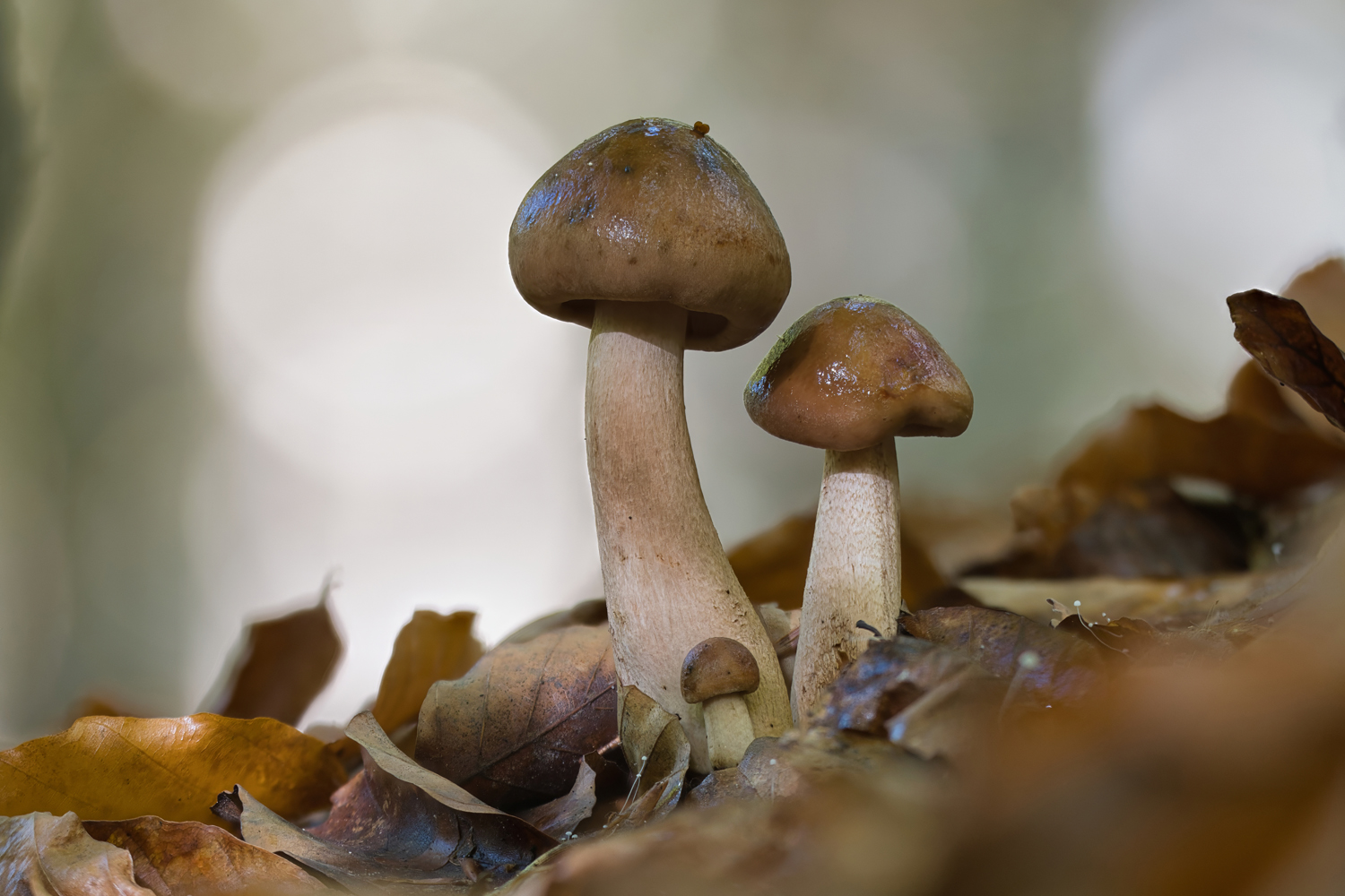 Pilz Familie