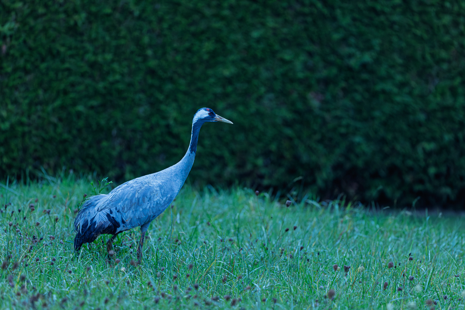 In Nachbars Garten