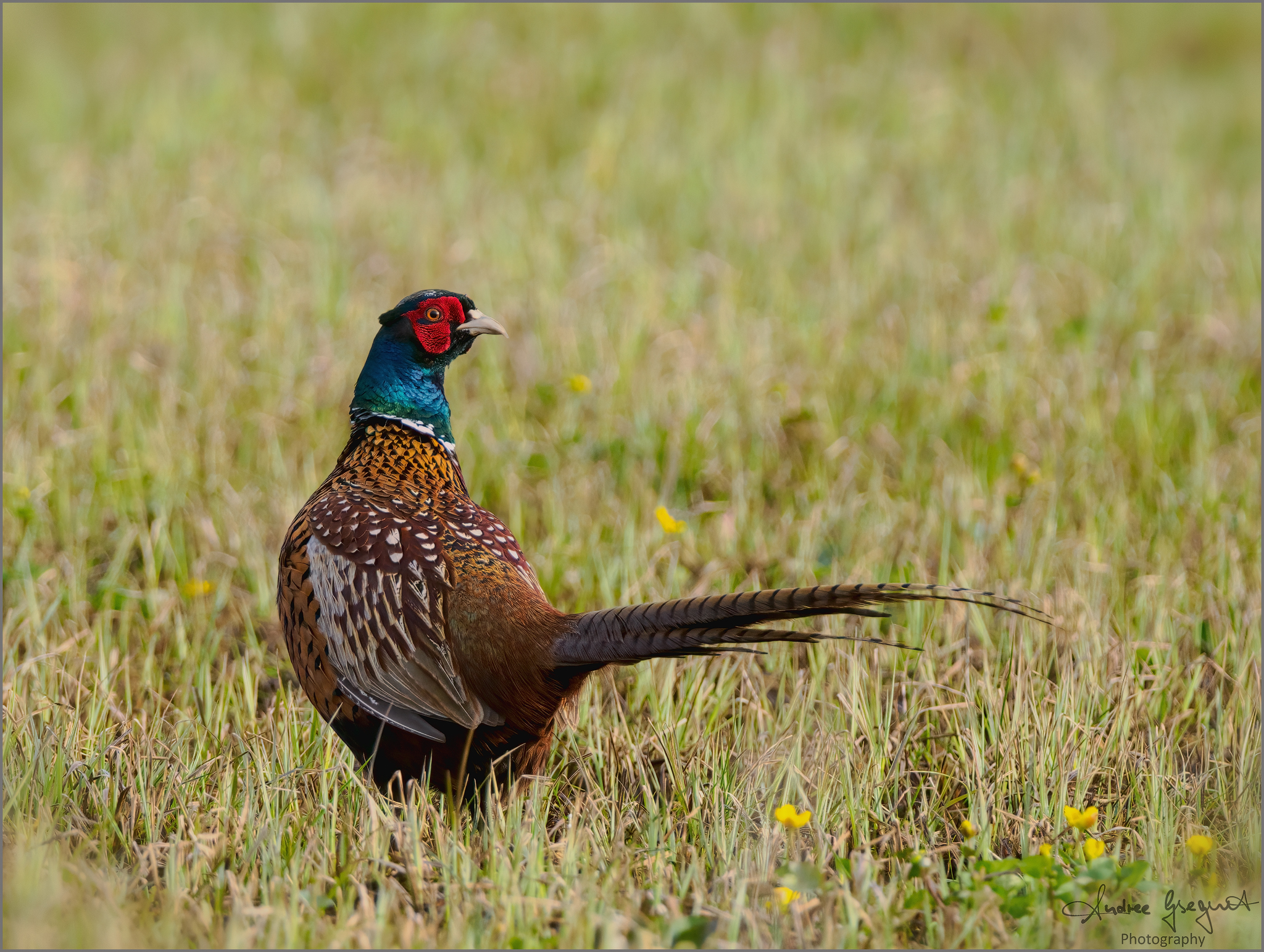 Jagdfasan