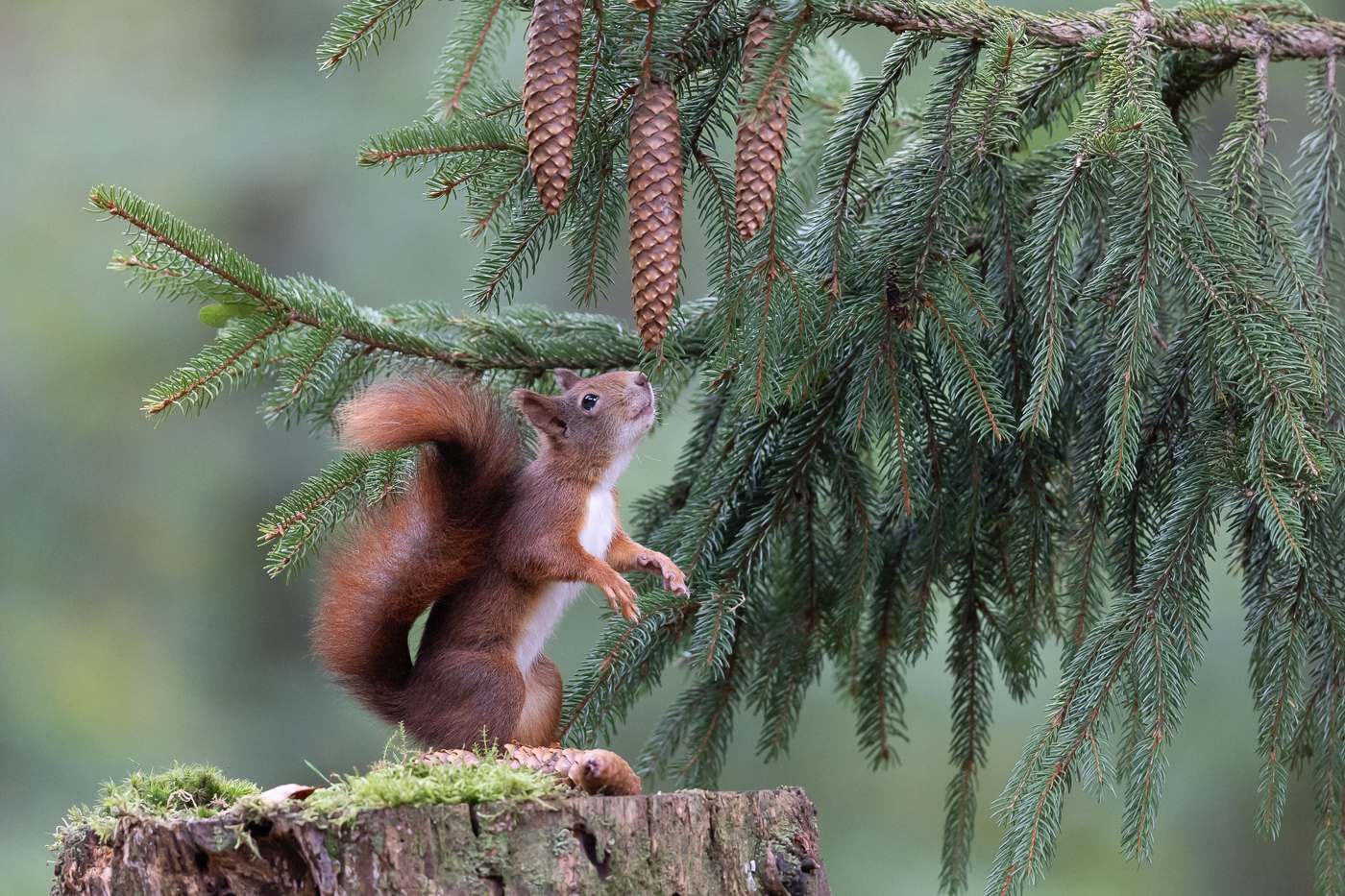 Im Wald...