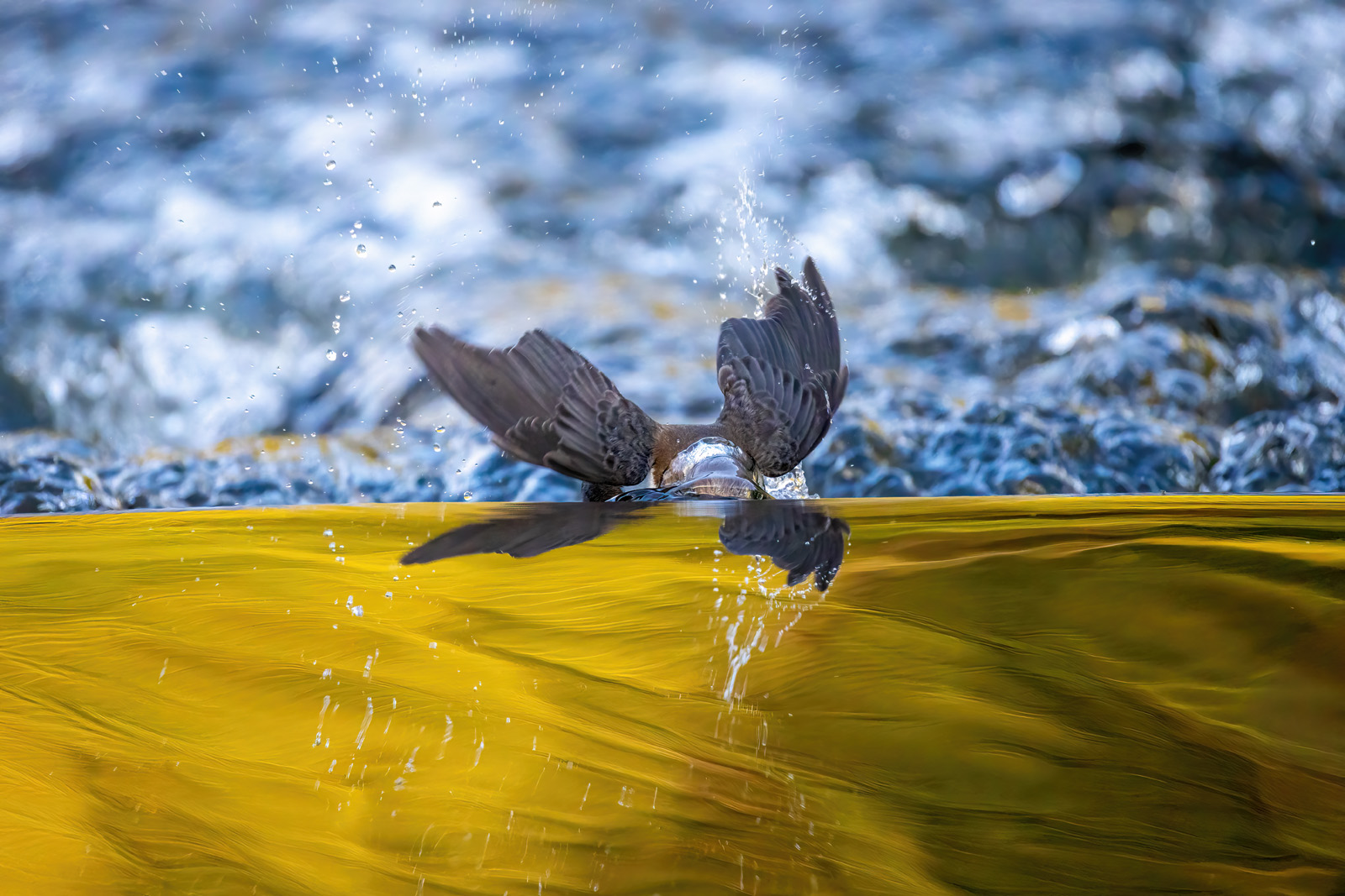 Wasseramsel