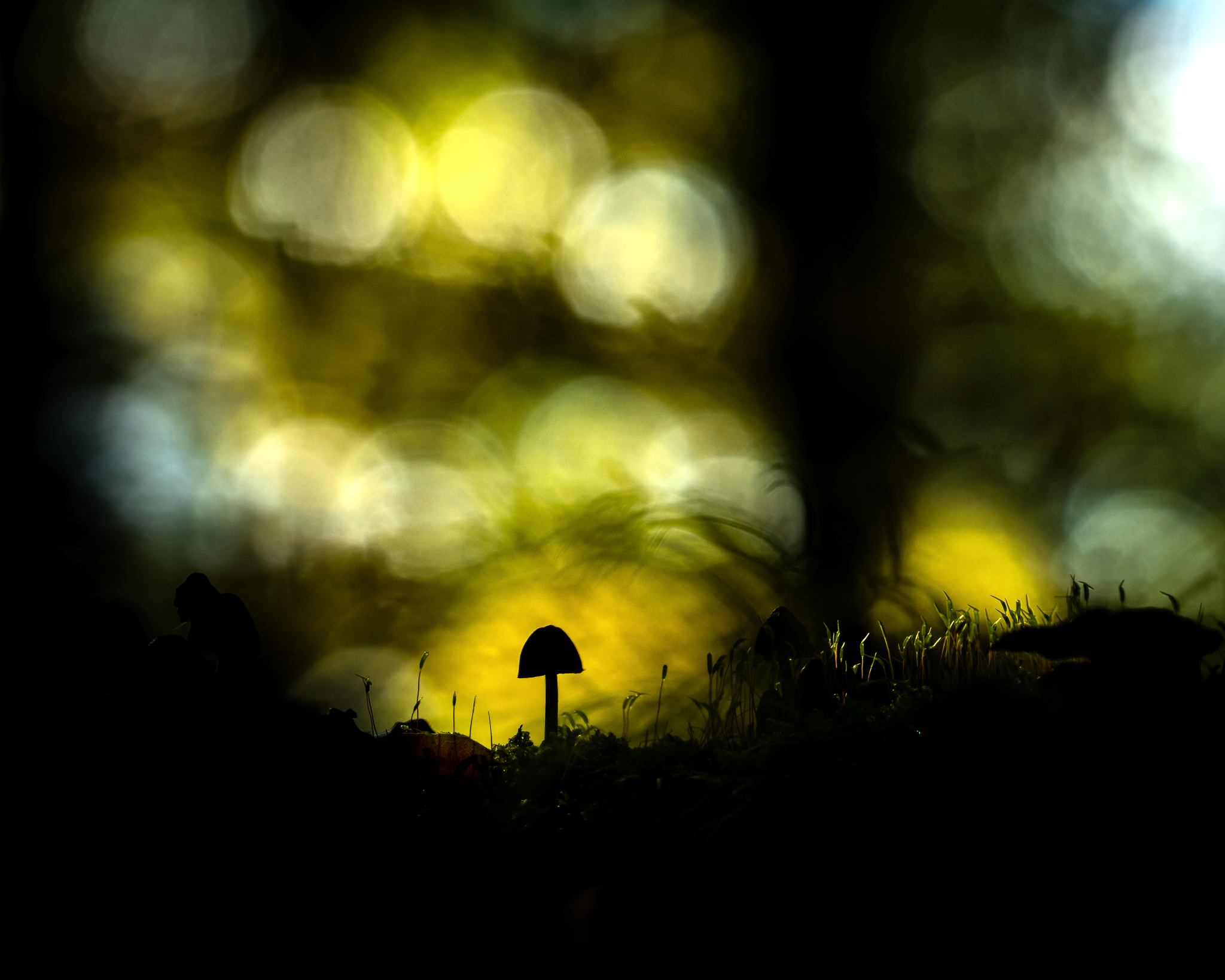 Herbstlicht