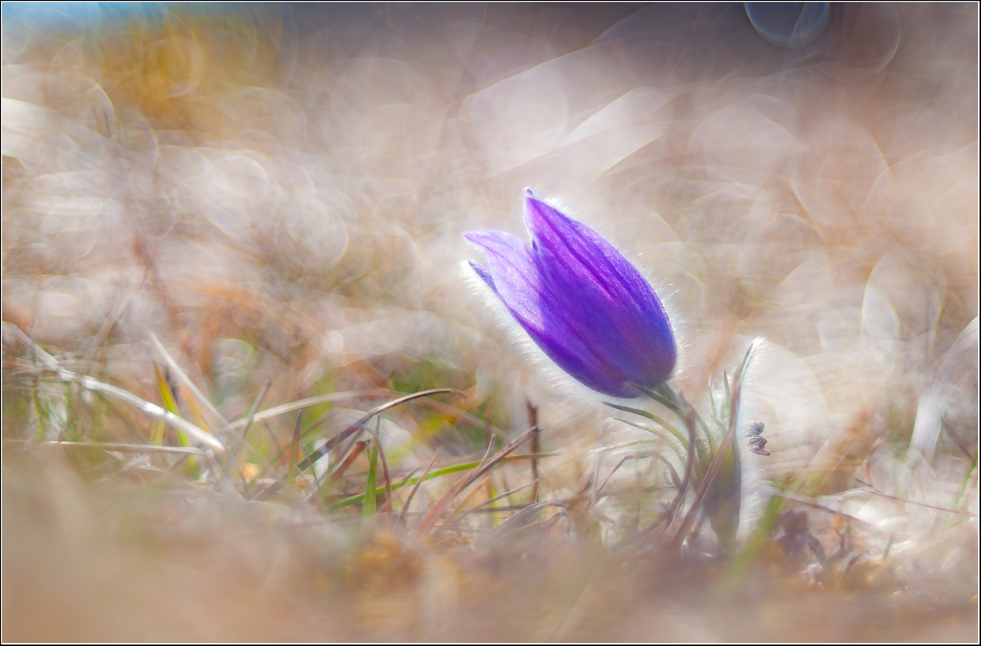 "Pulsatilla"